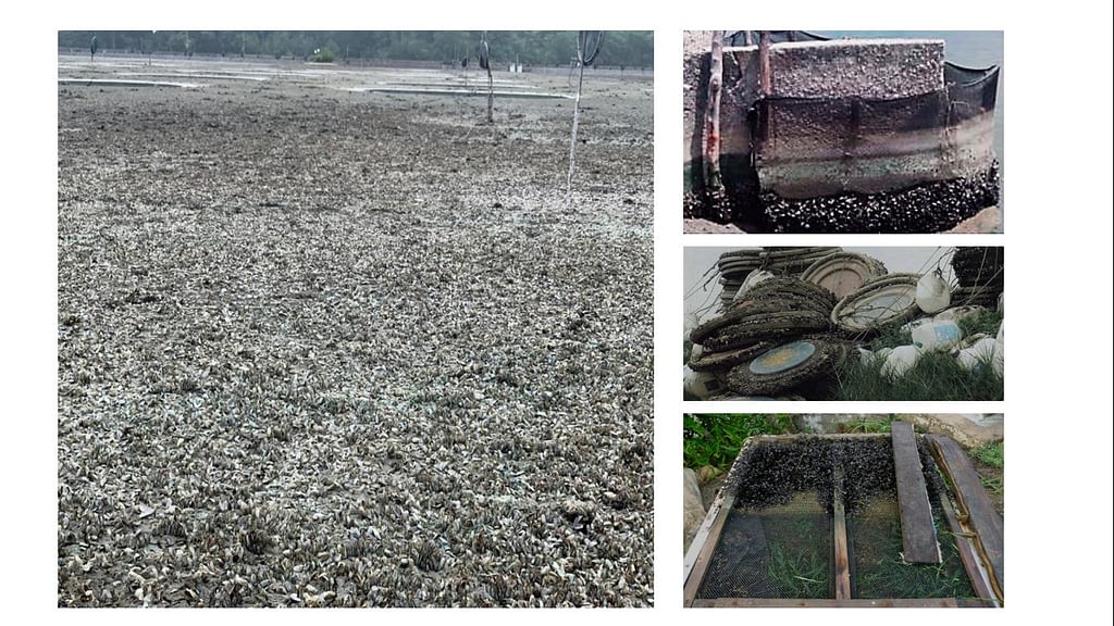 Figura 1. Luego de la cosecha se observa el fondo de un estanque de cultivo y todo tipo de sustrato del estanque de cultivo casi totalmente colonizado por poblaciones de mejillones.