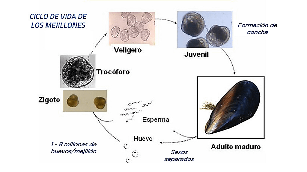 Ciclo de vida de los moluscos