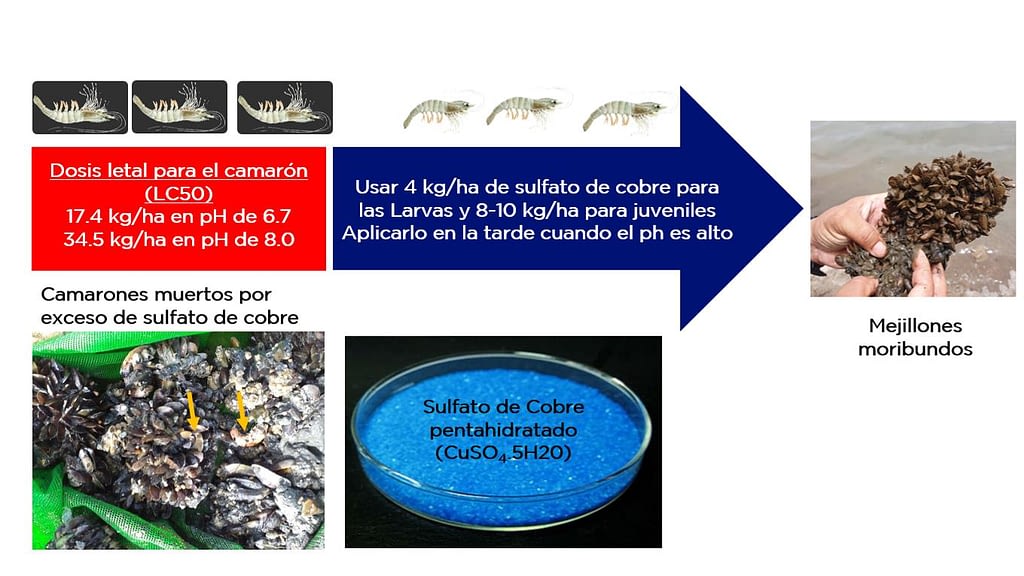 altas dosis de sulfato de cobre en el agua pueden ser tóxicas y causar mortalidad al camarón cuando el pH está bajo
