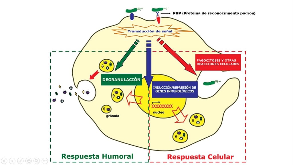Respuestas inmunológicas de tipo Humoral y Celular inducidas en los hemocitos