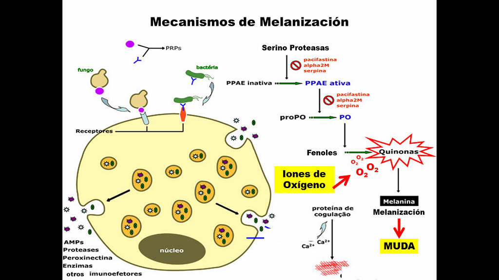 Esquema del mecanismo de Melanización