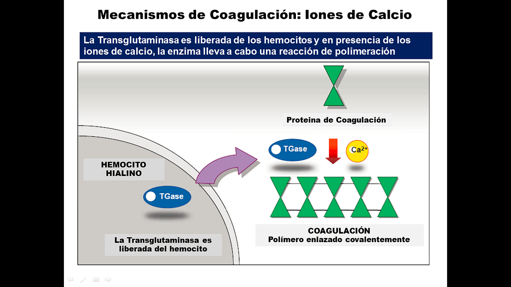 Mecanismo de coagulación con la intervención de los iones de Calcio y la enzima Transglutaminasa