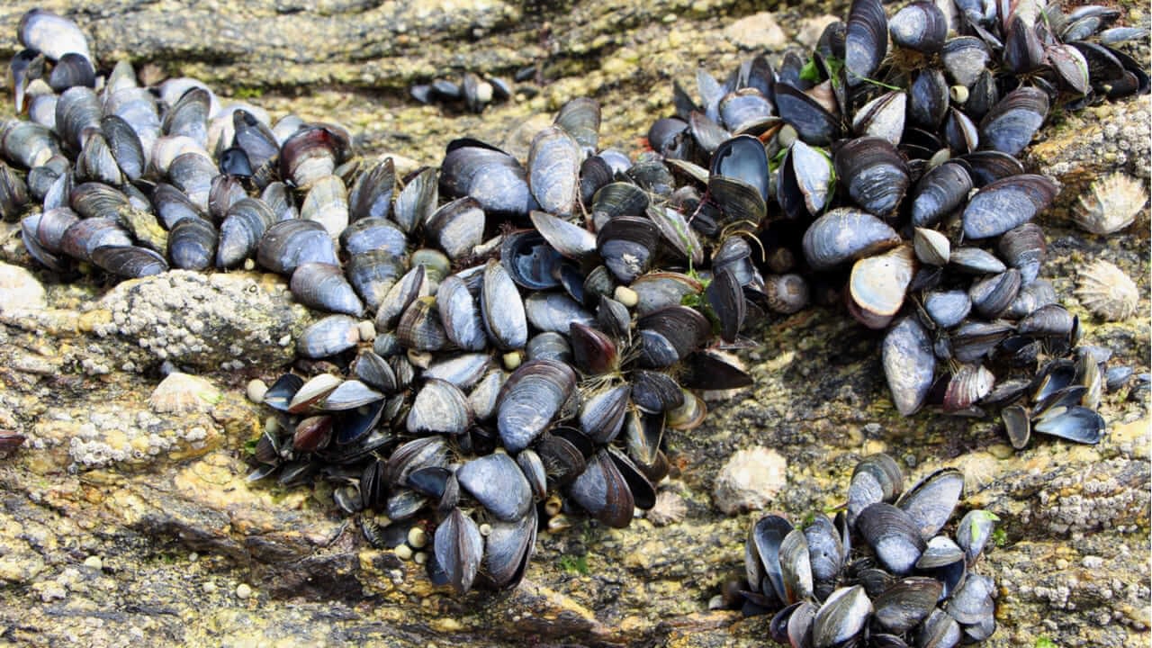 Mejillones