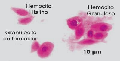 Tipos de hemocitos