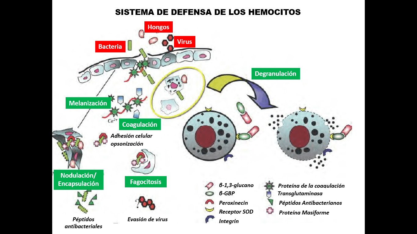 Ilustración de los mecanismos de una reacción inmune en los que intervienen los hemocitos