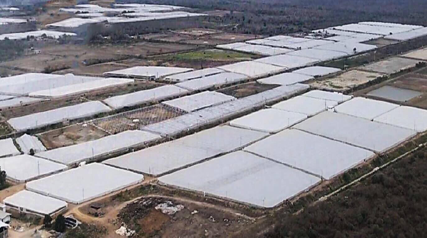 diseños de cultivo intensivo para la crianza del camarón marino con agua de pozo en zonas tierra adentro en Ecuador.